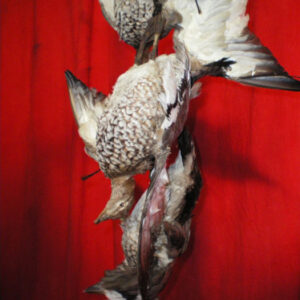 Taxidermied Ducks - Prop For Hire