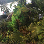 African Foliage - Prop For Hire