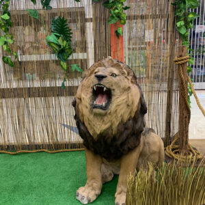 African Lion - Prop For Hire