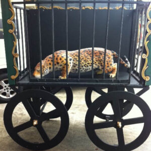 Animal Cart - Prop For Hire
