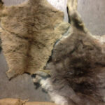 Animal Skins - Prop For Hire