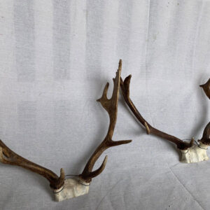 Antlers - Prop For Hire