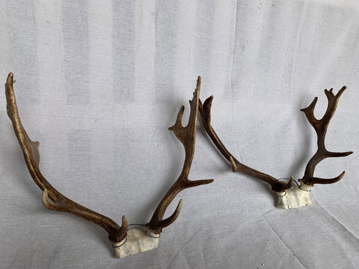Antlers - Prop For Hire