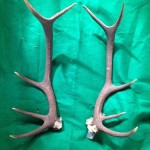 Antlers 1 - Prop For Hire