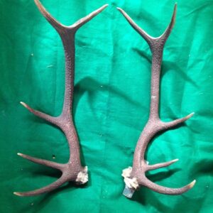 Antlers 1 - Prop For Hire