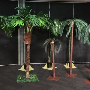 Assorted Palm Trees - Prop For Hire