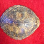 Authentic Turtle Shell - Prop For Hire