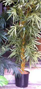Bamboo Palm 1 - Prop For Hire