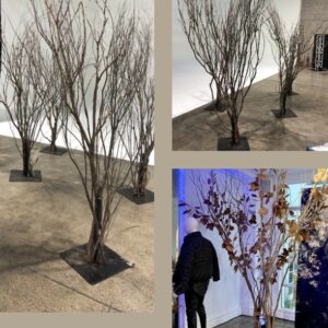 Bare Winter Trees - Prop For Hire
