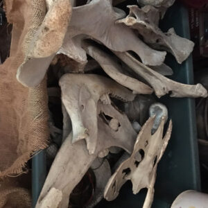 Bleached Animal Bones - Prop For Hire