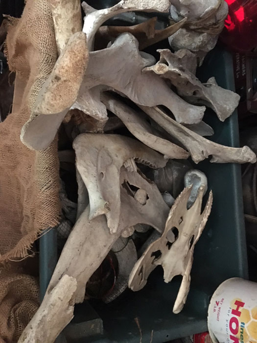 Bleached Animal Bones - Prop For Hire