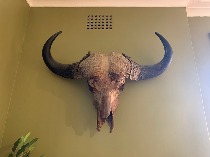 Buffalo Skull - Prop For Hire