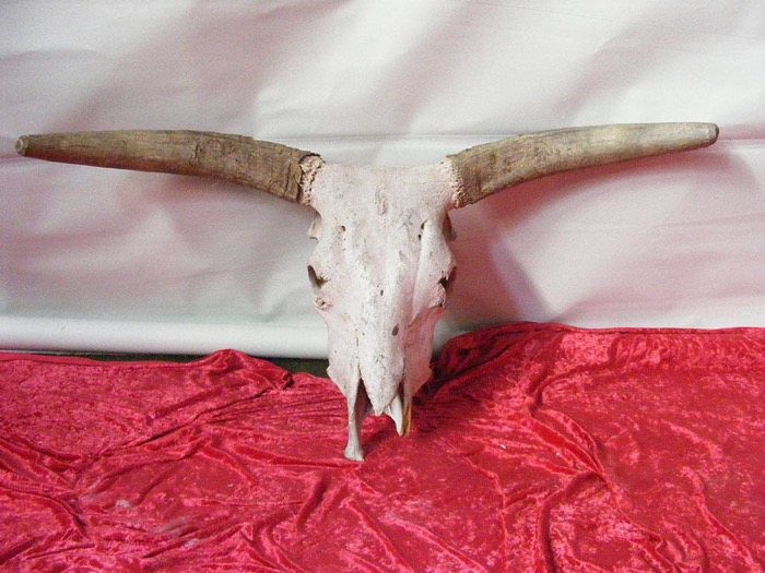 Bull Horns - Prop For Hire