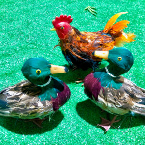 Chooks with Ducks - Prop For Hire
