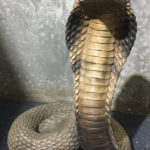 Cobra - Prop For Hire