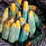 Corn 1 - Prop For Hire