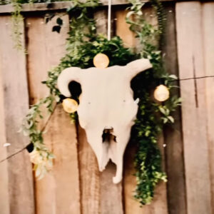 Cowskull Wall Feature - Prop For Hire