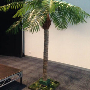 Date Palms - Prop For Hire