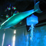 Dolphin - Prop For Hire