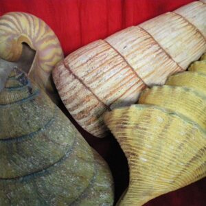 Giant Sea Shells - Prop For Hire