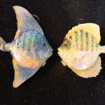 Glitter Fish - Prop For Hire