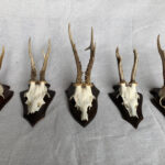 Horns - Prop For Hire