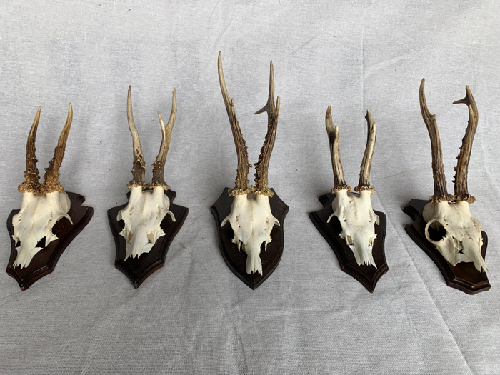 Horns - Prop For Hire