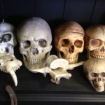 Human Skulls - Prop For Hire