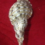 Large Conch Shell 1 - Prop For Hire