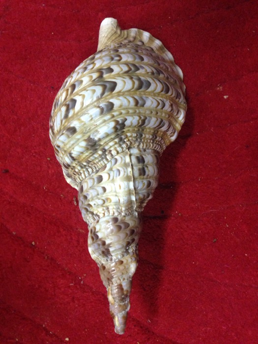 Large Conch Shell 1 - Prop For Hire