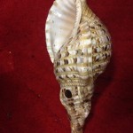 Large Conch Shell 2 - Prop For Hire