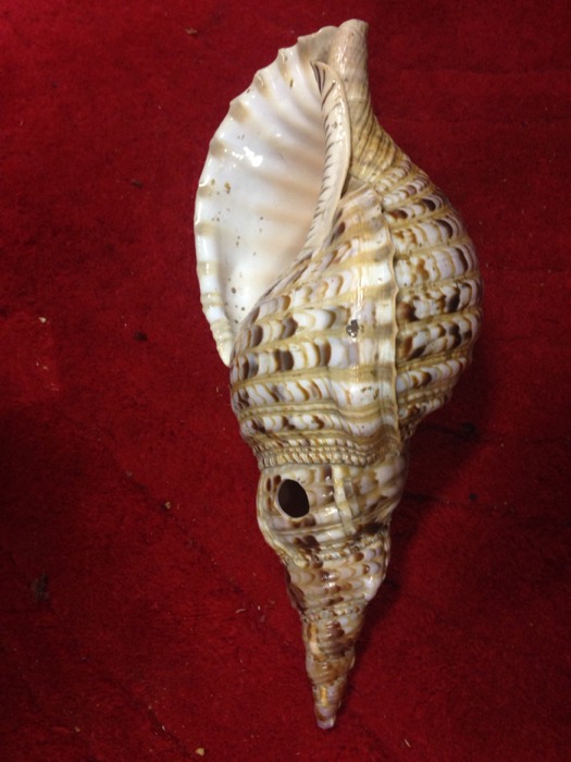 Large Conch Shell 2 - Prop For Hire