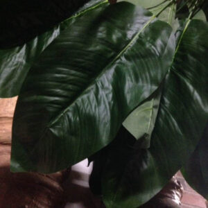 Large Leaves - Prop For Hire