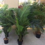 Low Palms - Prop For Hire