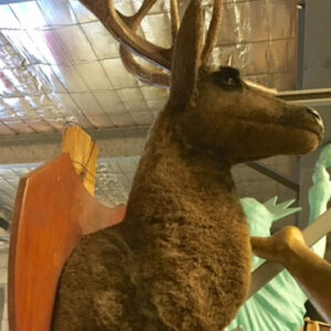 Mounted Deer Head - Prop For Hire