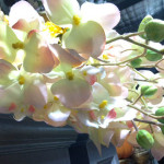 Orchids - Prop For Hire
