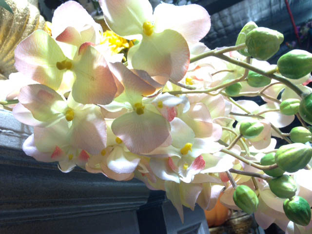 Orchids - Prop For Hire