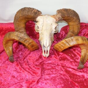 Rams Head - Prop For Hire