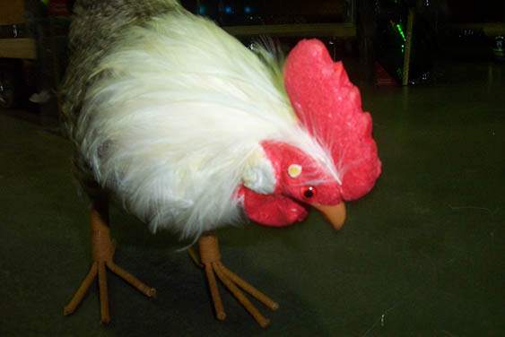 Rooster - Prop For Hire
