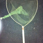 Scoop Net - Prop For Hire