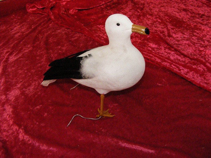 Seagulls - Prop For Hire