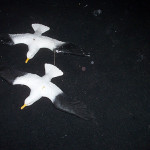 Seagulls 1 - Prop For Hire