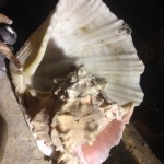 Shells 3 - Prop For Hire