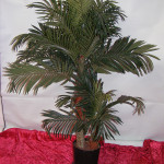 Small Date Palm - Prop For Hire