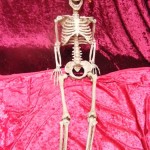 Small Skeleton - Prop For Hire