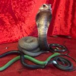 Snakes - Prop For Hire