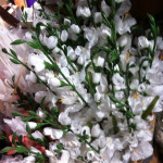 Spring Blossoms - Prop For Hire