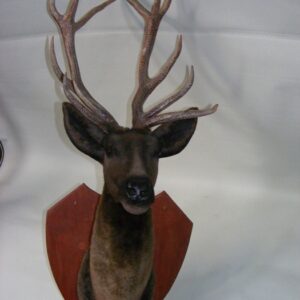 Stags Head - Prop For Hire
