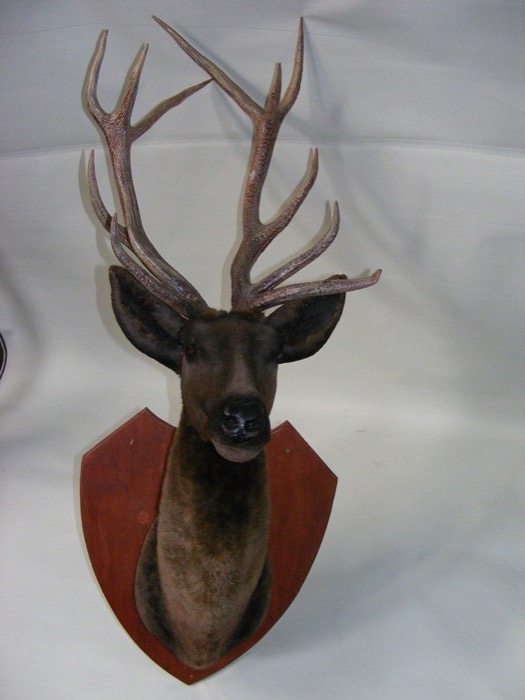 Stags Head - Prop For Hire