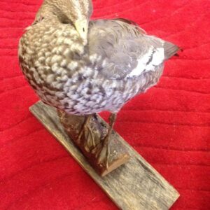 Taxiderm Duck 1 - Prop For Hire